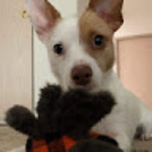 Meet your Posher, Ariel